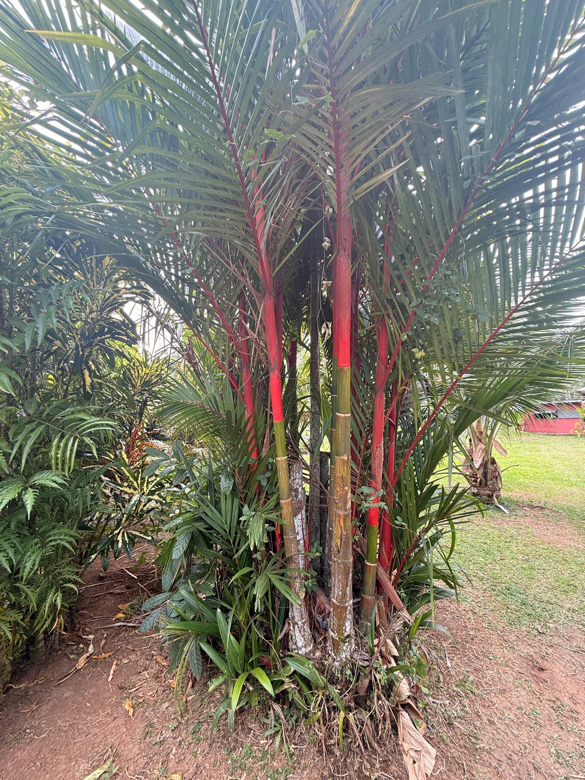 Foto 4